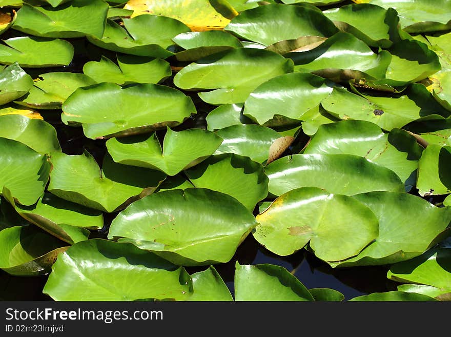 Leaf of Lotus