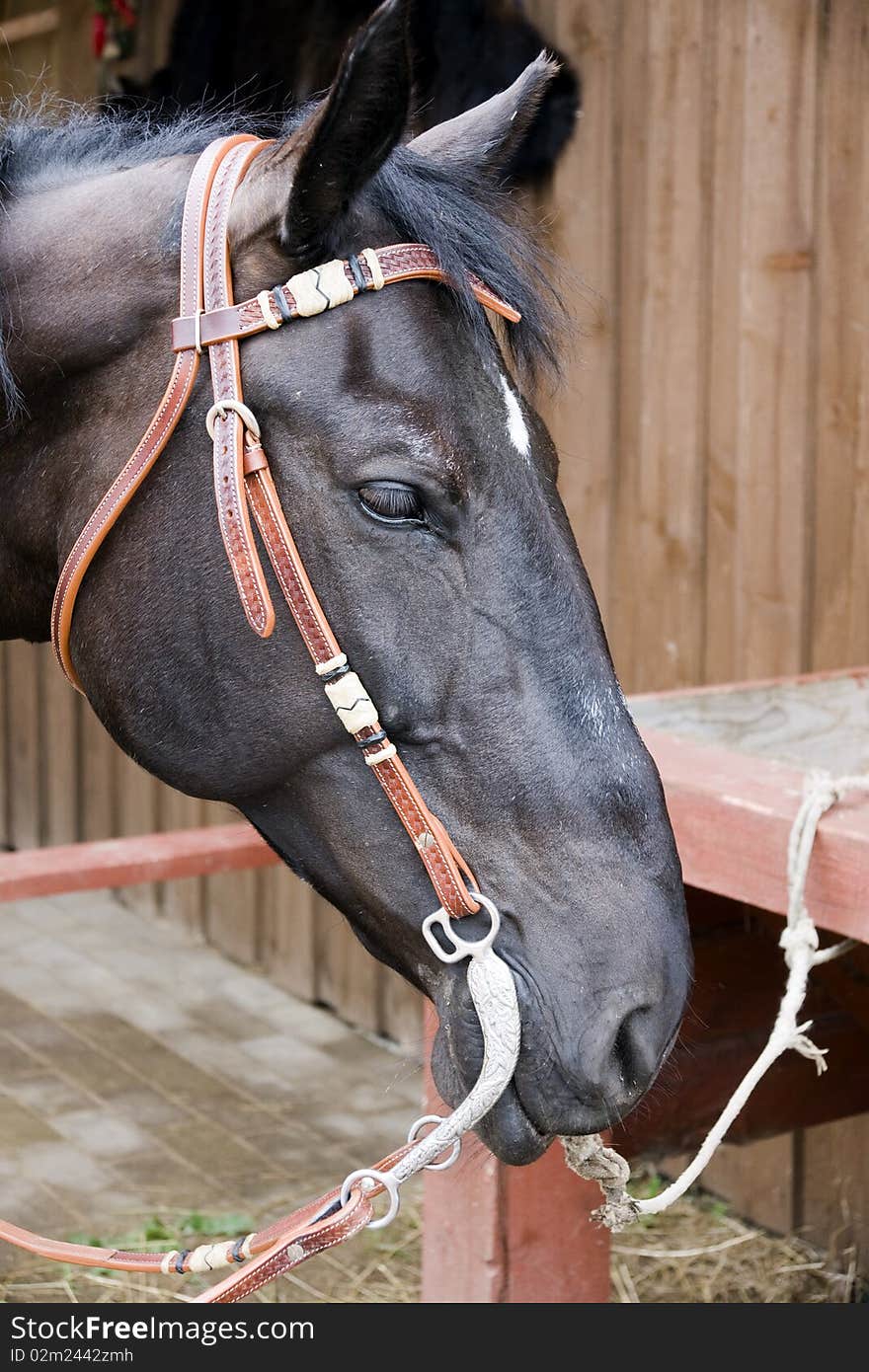 Muzzle of a brown horse with reins a side view