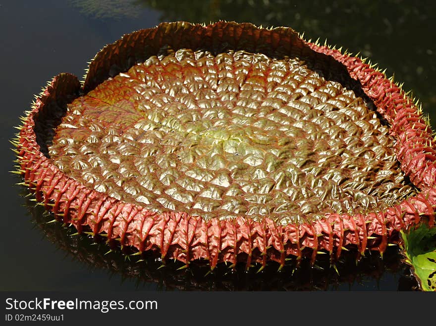 Big Leaf Of Lotus