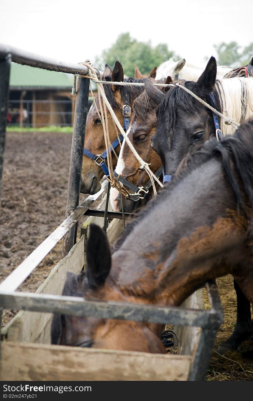 Some horses eat hay, a side view