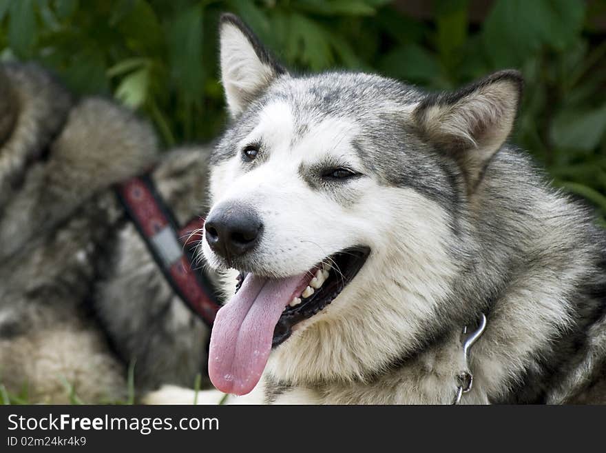 Malamute dog