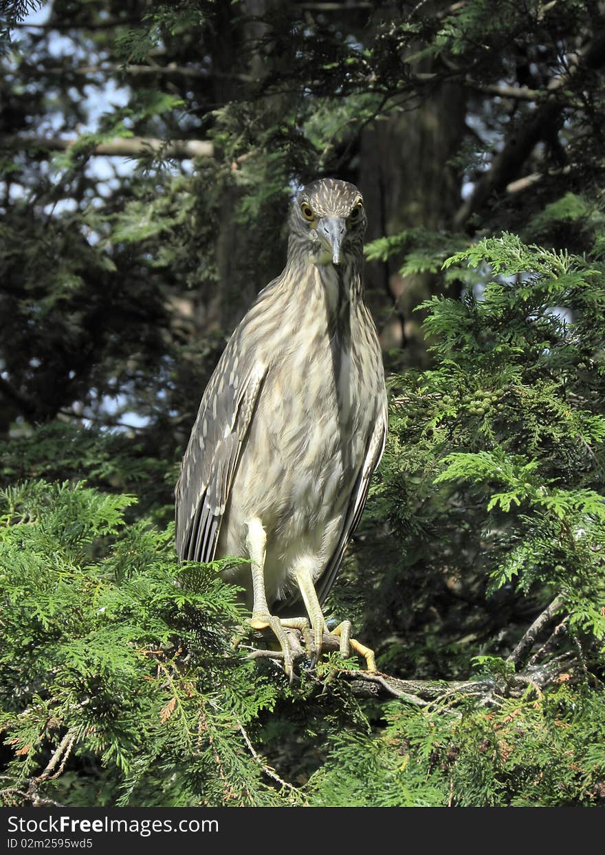 The Blue Heron!