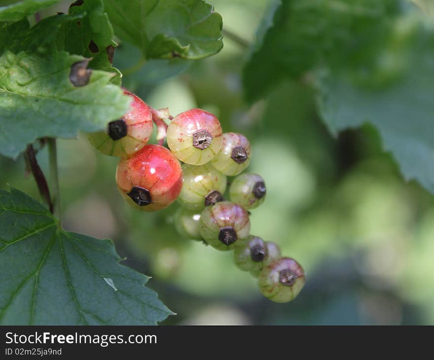 Unripe Red Currant In The Garden