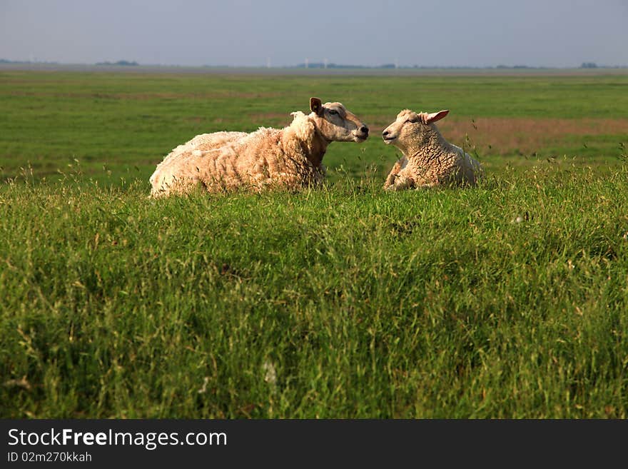 Mother sheep and lamb are lying on a big green fresh grass meadow and looking to each other. the photo is made on the top of a dike in wilderness nature. Mother sheep and lamb are lying on a big green fresh grass meadow and looking to each other. the photo is made on the top of a dike in wilderness nature