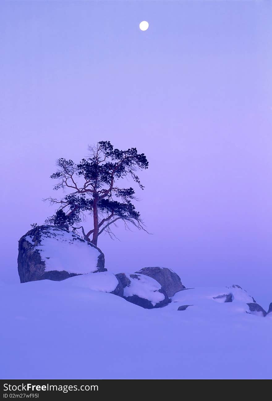 Beautiful winter landscape with snow,tree and moon