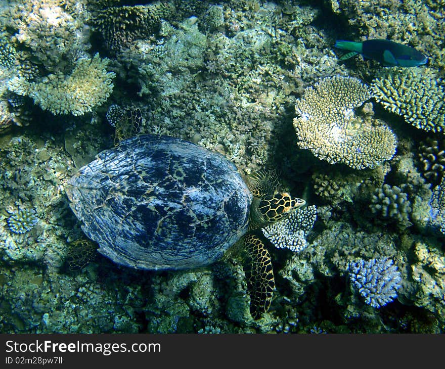 Underwater Turtle above a coral reef taken while snorkelling