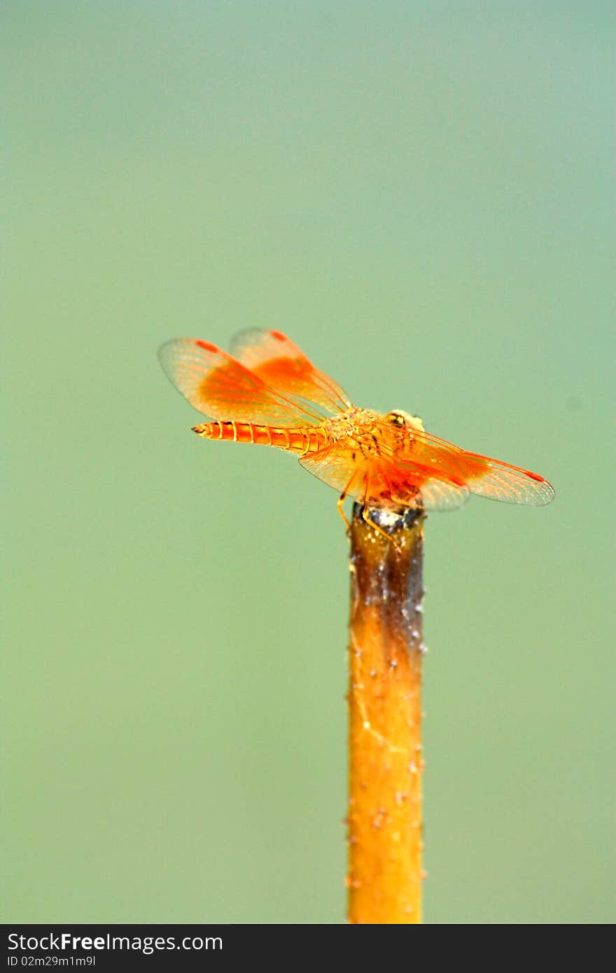 The dragonfly a kind of insect.