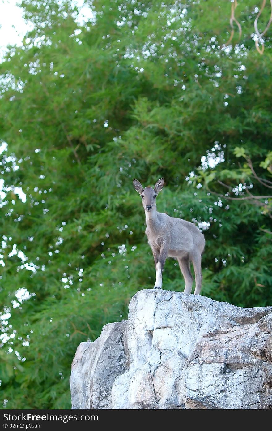 Goral in chiang mai night safari,thailand