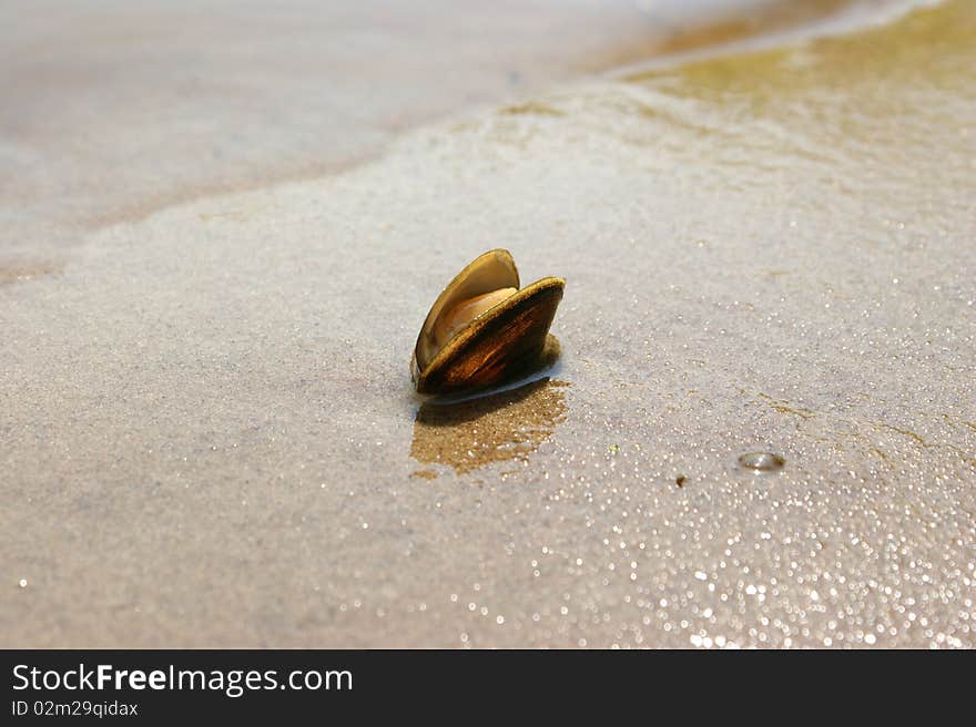 Cockleshell on the wet sand