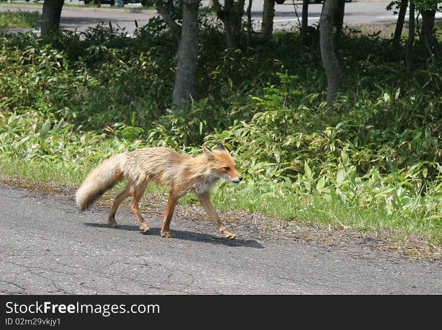 Fox walking along side of road