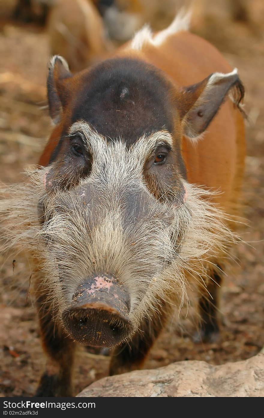 Red river hog,chiang mai night safari, thailand