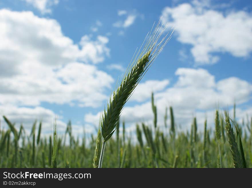 Greep ear of the wheat