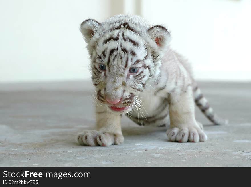 3 week baby white tiger