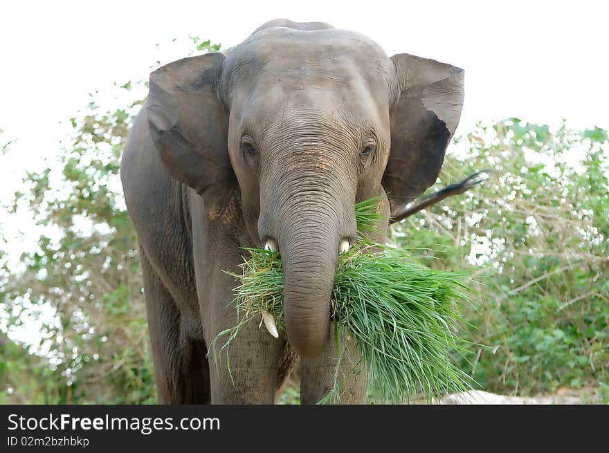 Elephant in chiang mai night safari. Elephant in chiang mai night safari