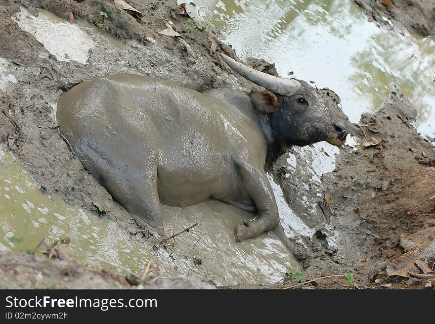 Water buffalo