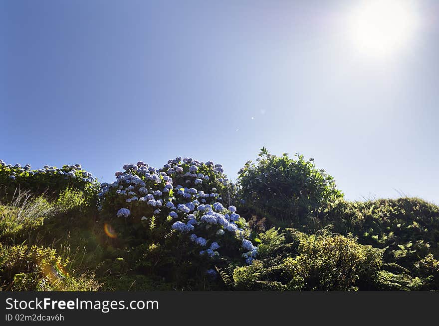 Hortensias in Faial, Azores