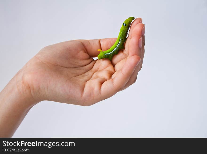 Worm On Hand