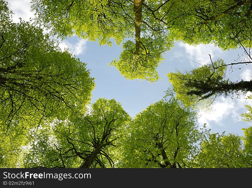 Trees in forest with blue sky. Trees in forest with blue sky