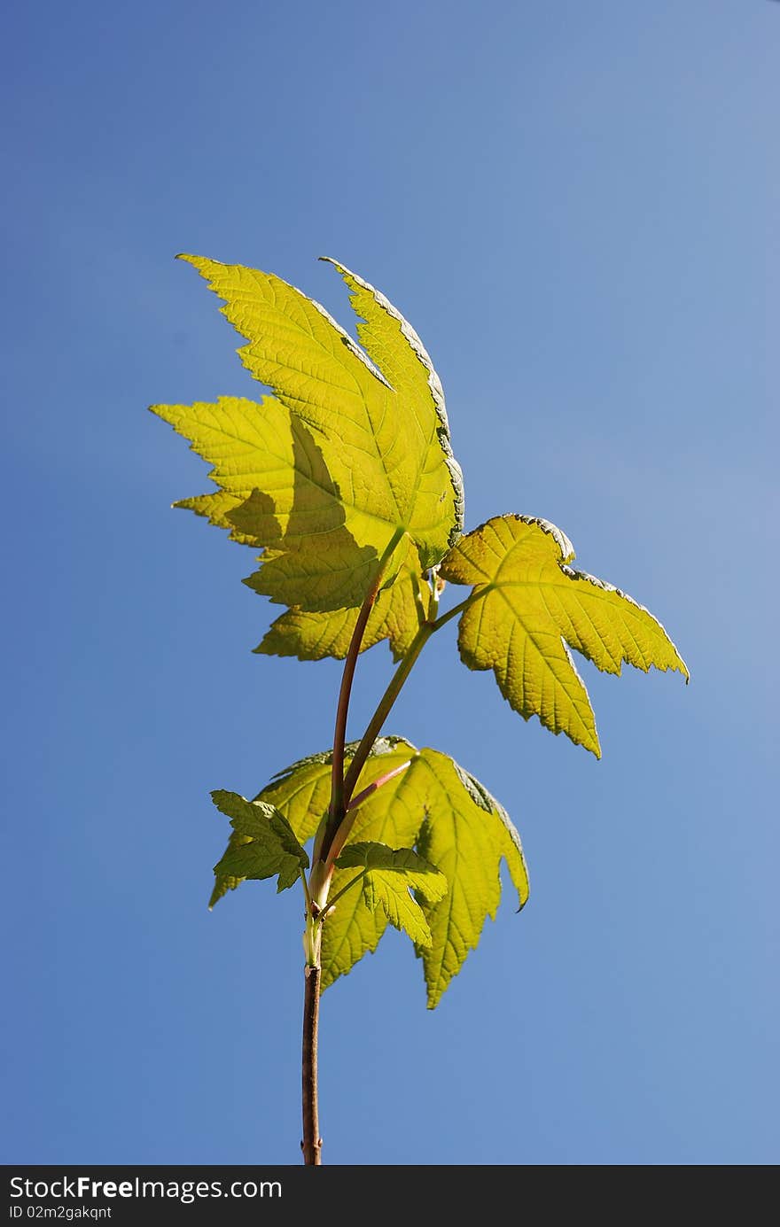 Maple in spring on blue sky