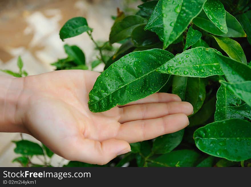 The hands of a young girl and leaves with drops of water on them