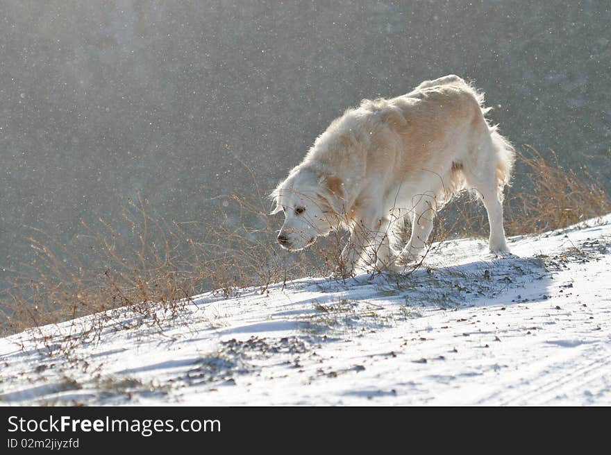 Walk the dog in a blizzard. Walk the dog in a blizzard