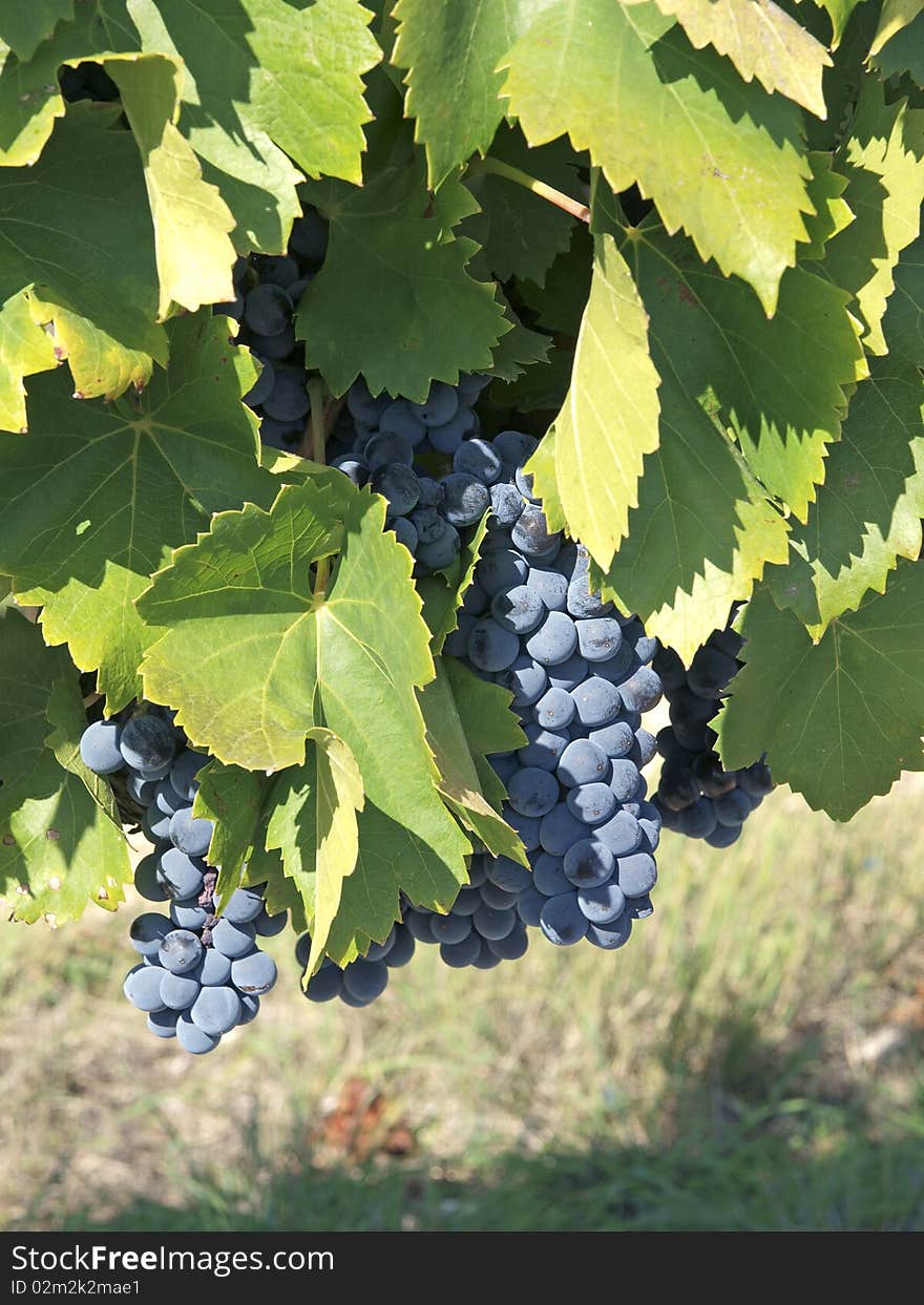 Bunches of blue grapes hanging from the vine ready for harvest. Bunches of blue grapes hanging from the vine ready for harvest