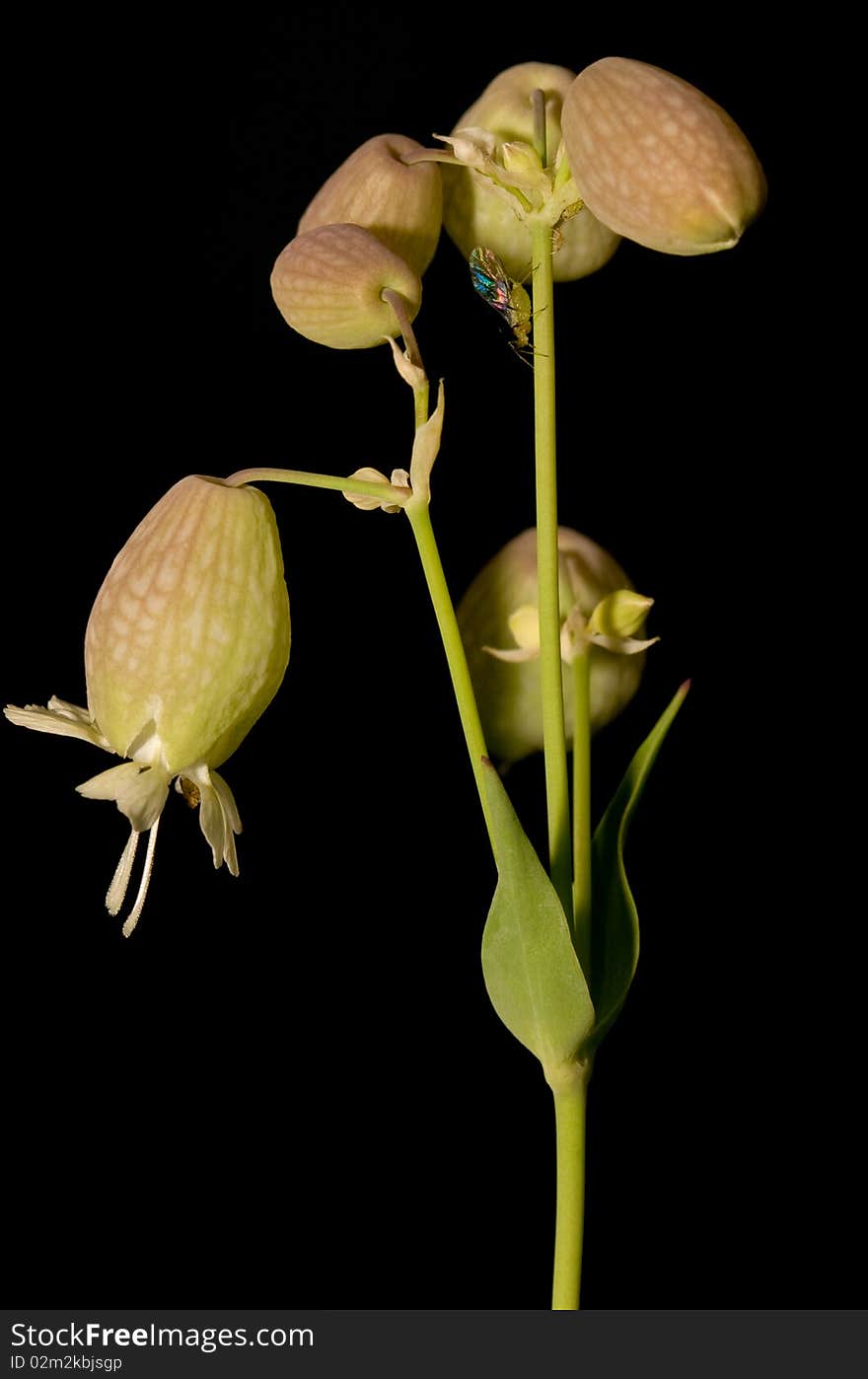 Close up of a plant with plant lice. Close up of a plant with plant lice