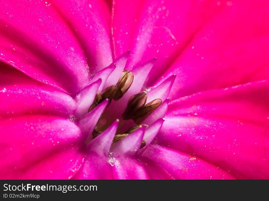 Extreme close up of a stamen