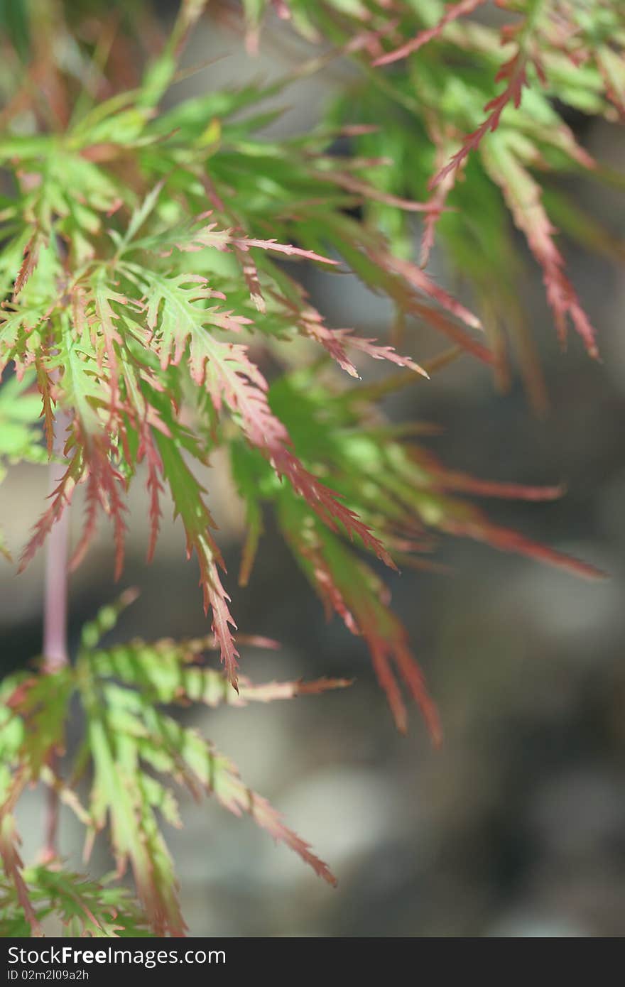 Acer japonicum in the garden in the summer day. Acer japonicum in the garden in the summer day