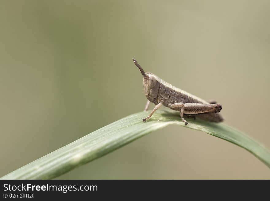 Closeup of a small grasshopper sitting on a blade of grass