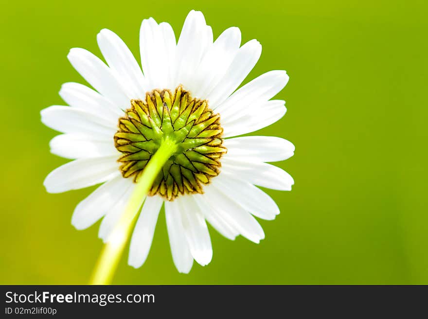 Back of a Leucanthemum sunflower plant