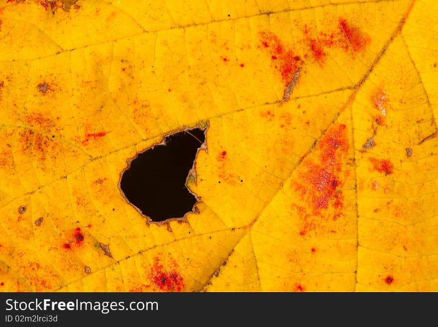 Autumn Leaf