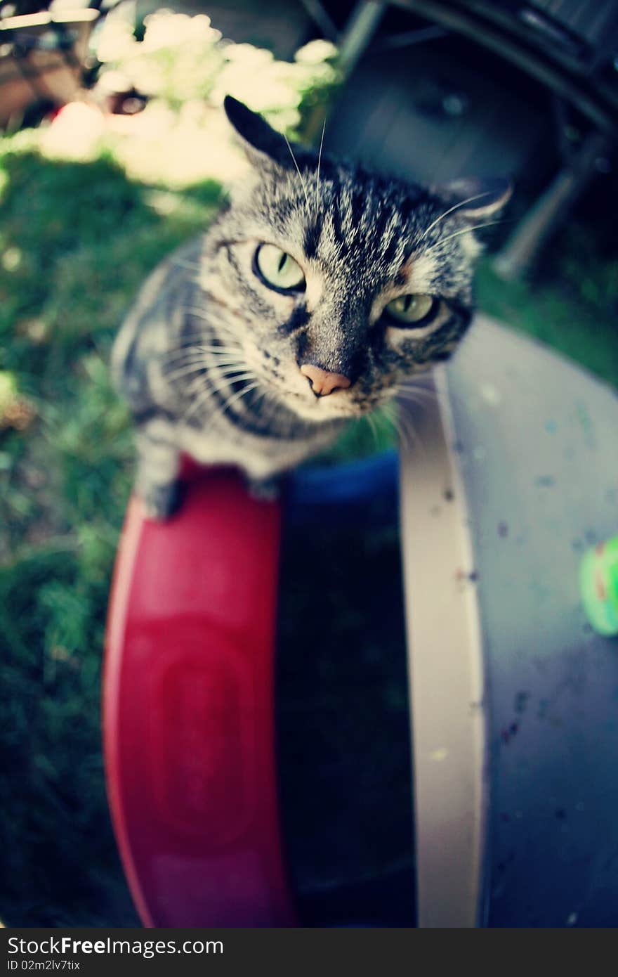 A gray tabby cat sitting on the bench of a child's picnic set in a backyard.  Taken with a 15mm fisheye for a alight effect. A gray tabby cat sitting on the bench of a child's picnic set in a backyard.  Taken with a 15mm fisheye for a alight effect.