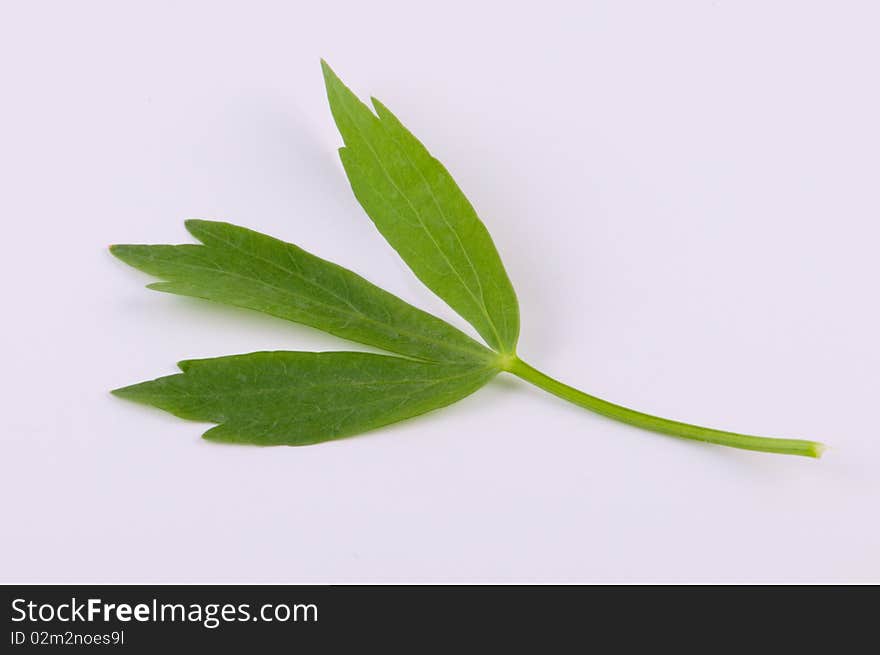 Lovage leaf on a white background