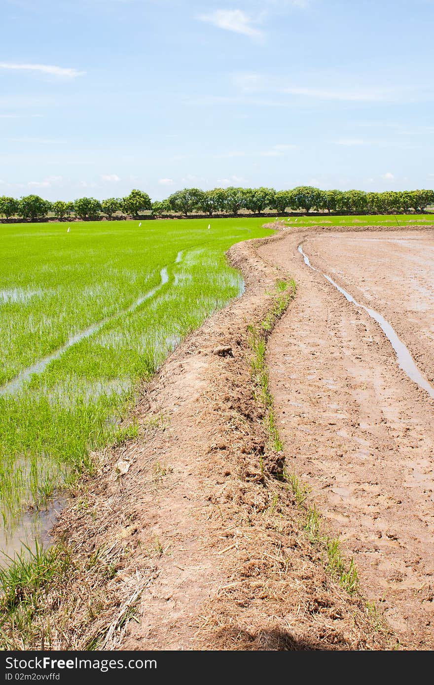 Rice field in thailand