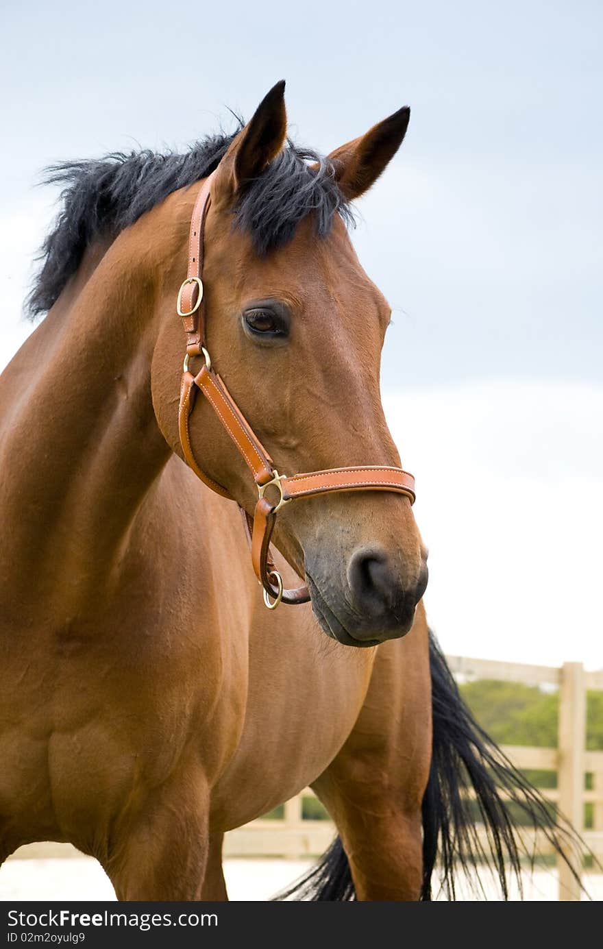 Head shot of bay horse in field. Head shot of bay horse in field.