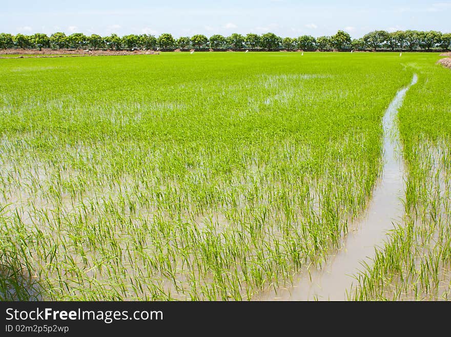 Rice field in thailand