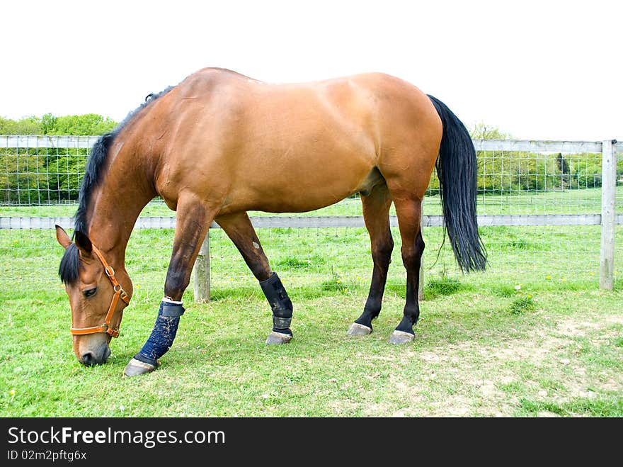 Horse grazing in field wearing head collar. Horse grazing in field wearing head collar.