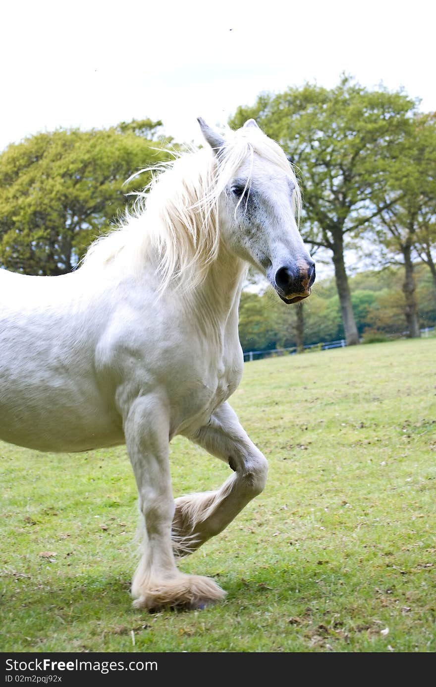 Grey horse trotting in field.