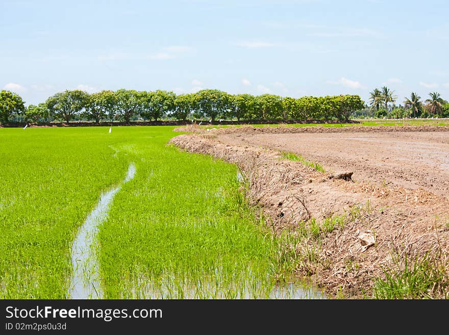 Field rice and the blue sky in the thailand. Field rice and the blue sky in the thailand.