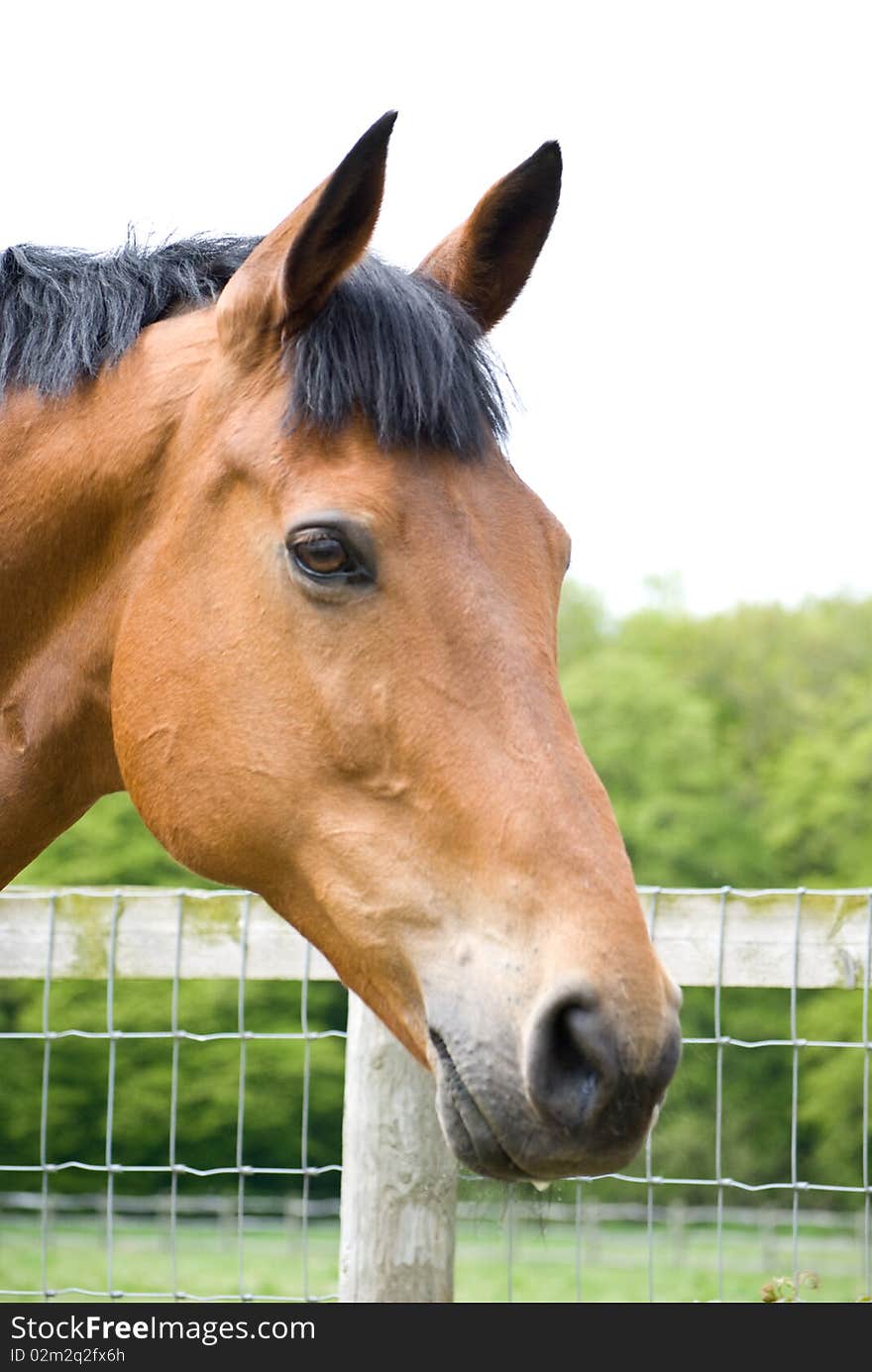 Head shot of bay horse in field. Head shot of bay horse in field.