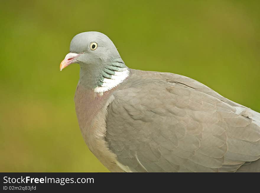 An image of a pigeon (perched on a tree branch) closeup shown against a plain green background. . An image of a pigeon (perched on a tree branch) closeup shown against a plain green background. .