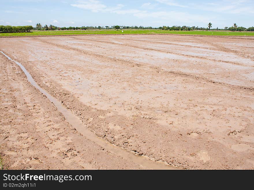 Field rice and the blue sky in the thailand. Field rice and the blue sky in the thailand.