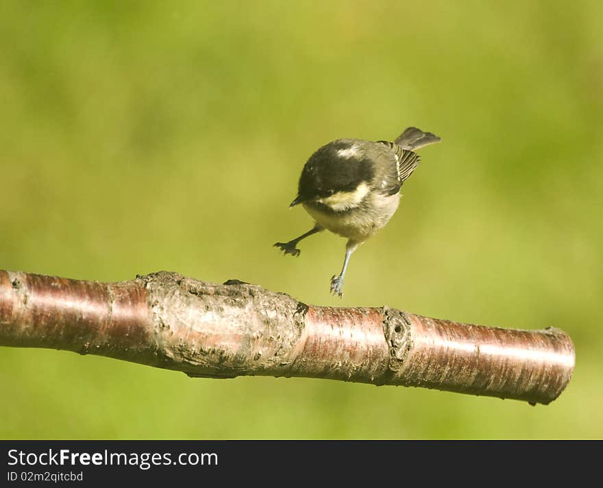 Hard landing  Coal tit .