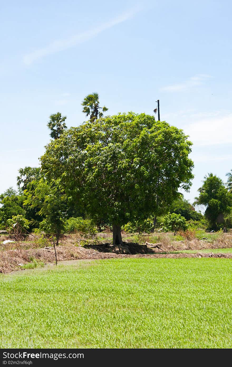 Tree and the field rice