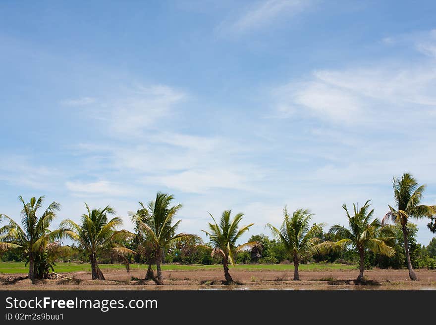 Tree line in the field