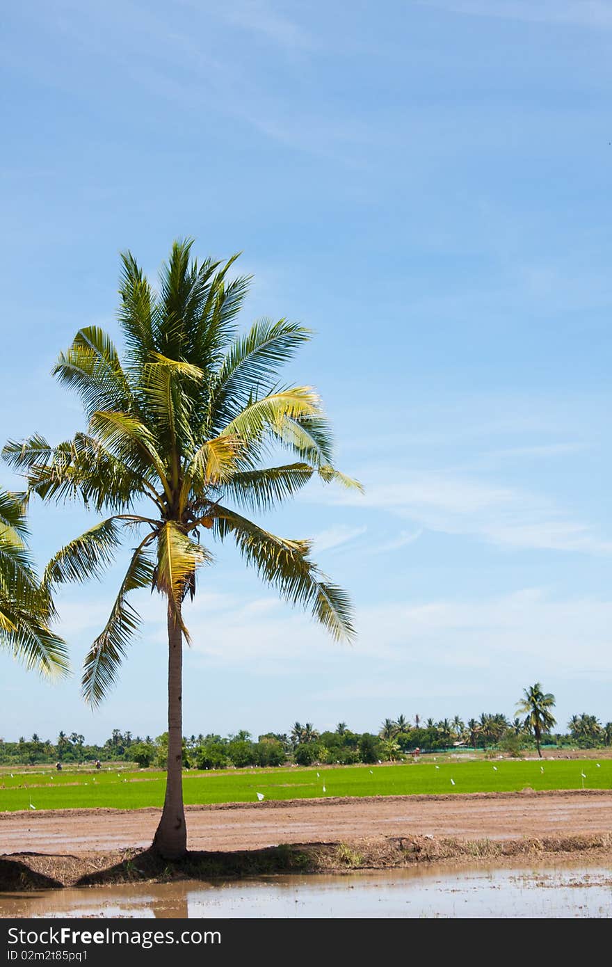 Tree and the field rice on the blue sky in the thailand