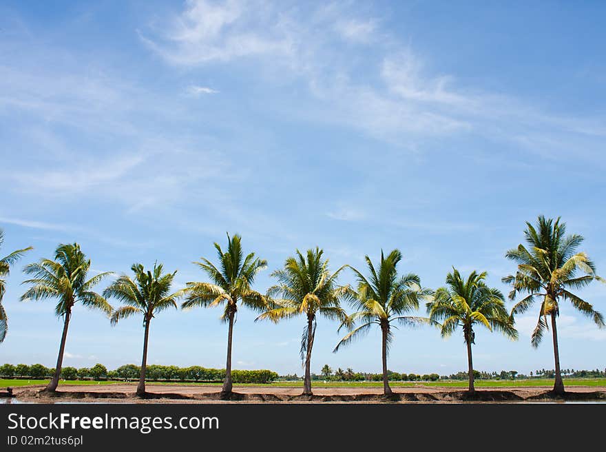 Tree Line In The Field