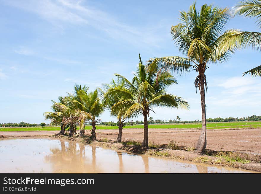 Tree in the field rice and the blue sky, field thailand. Tree in the field rice and the blue sky, field thailand