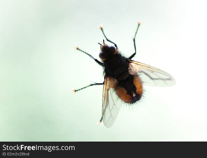 Macro shot of housefly sitting on a window